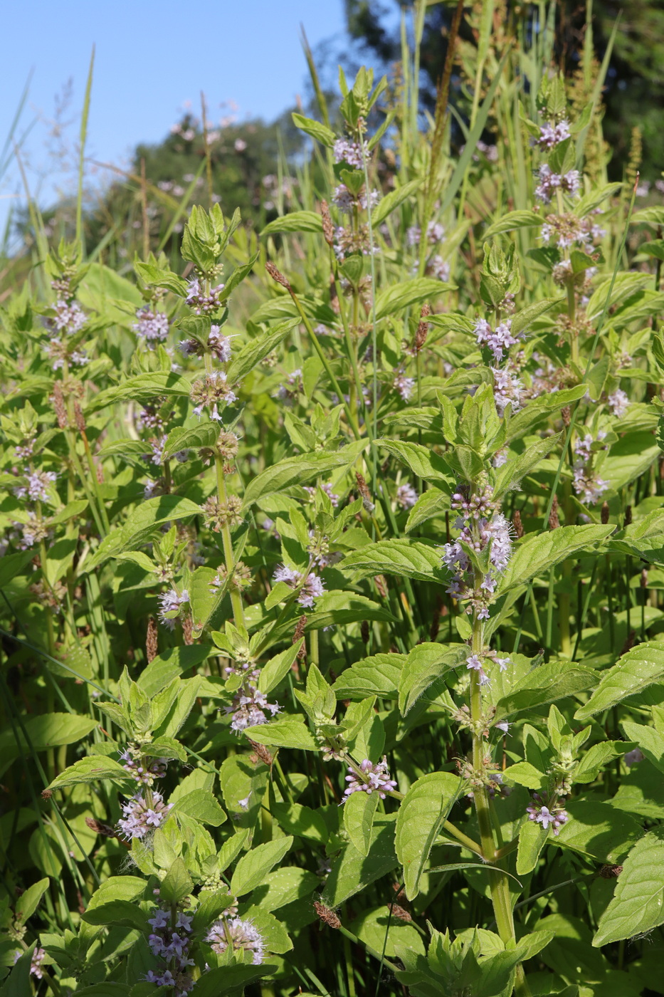 Image of Mentha arvensis specimen.