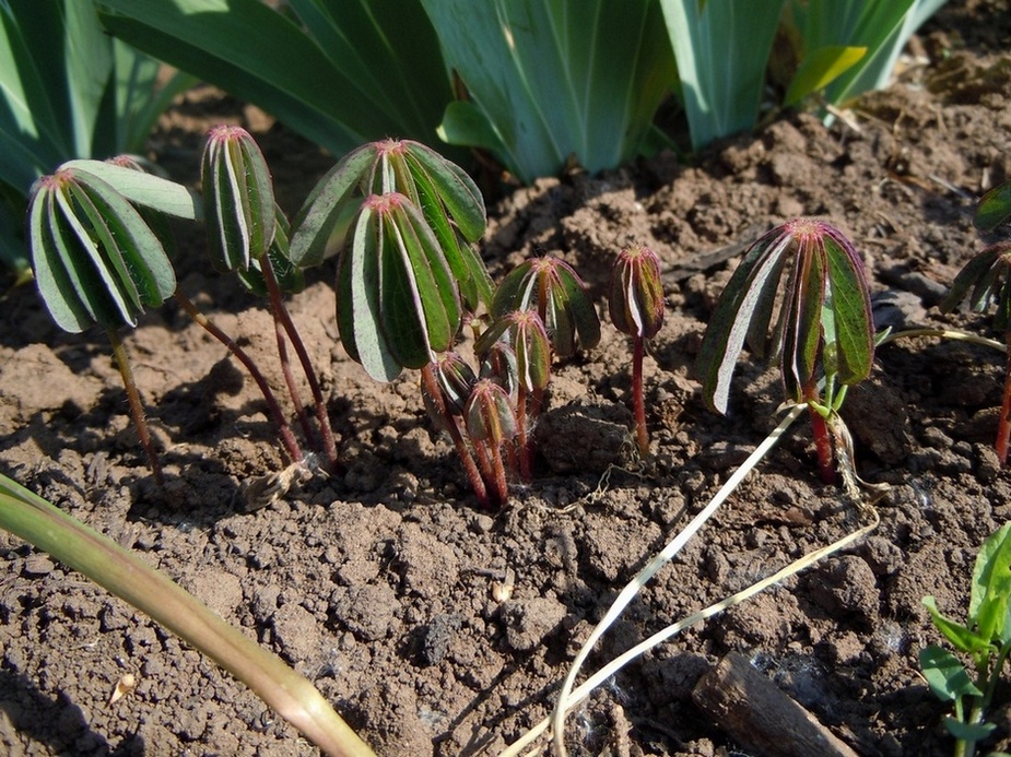 Изображение особи Oxalis lasiandra.