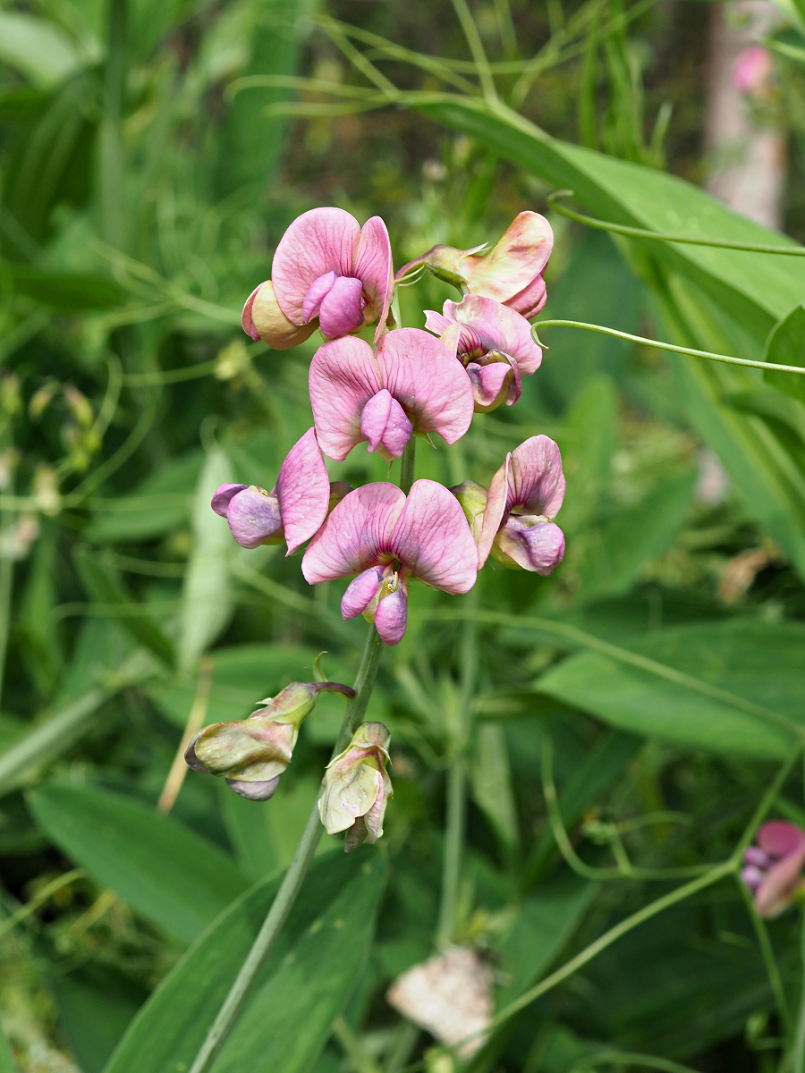 Image of Lathyrus sylvestris specimen.