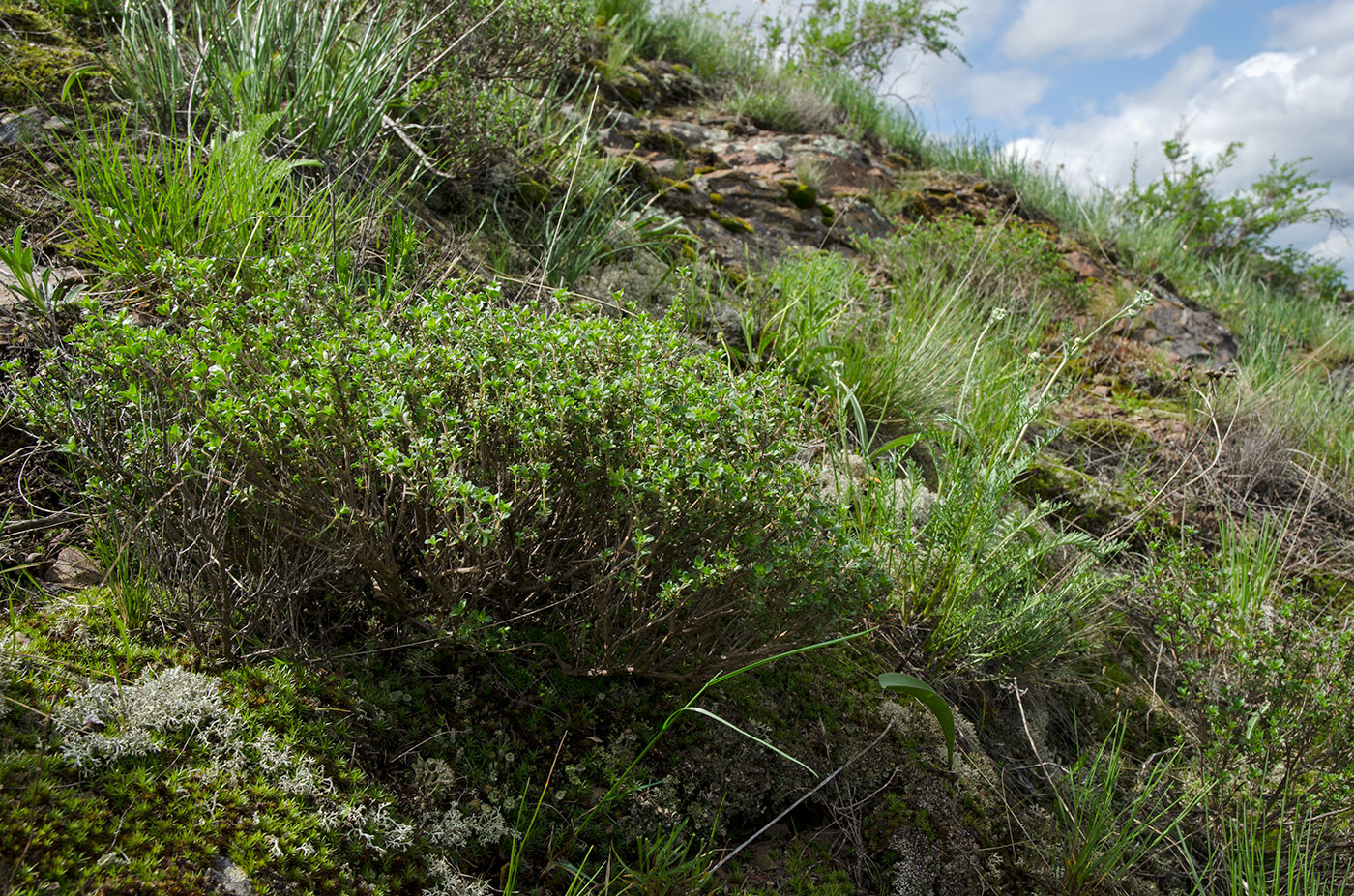 Image of genus Thymus specimen.