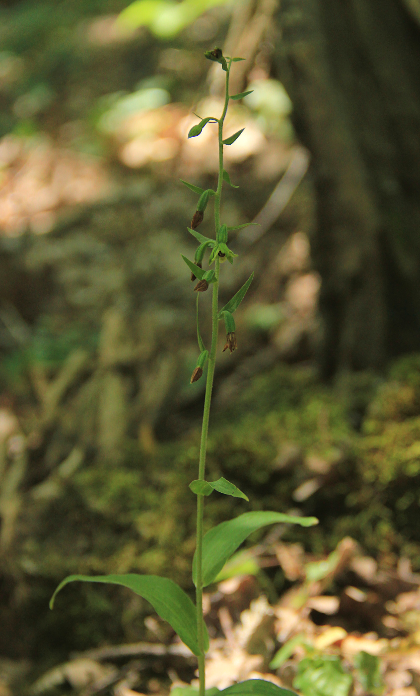 Изображение особи Epipactis pontica.