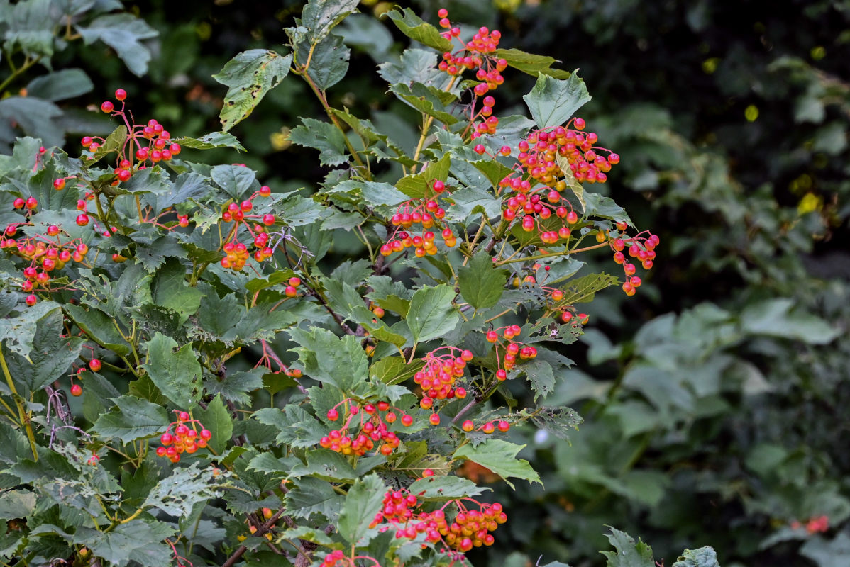 Image of Viburnum opulus specimen.