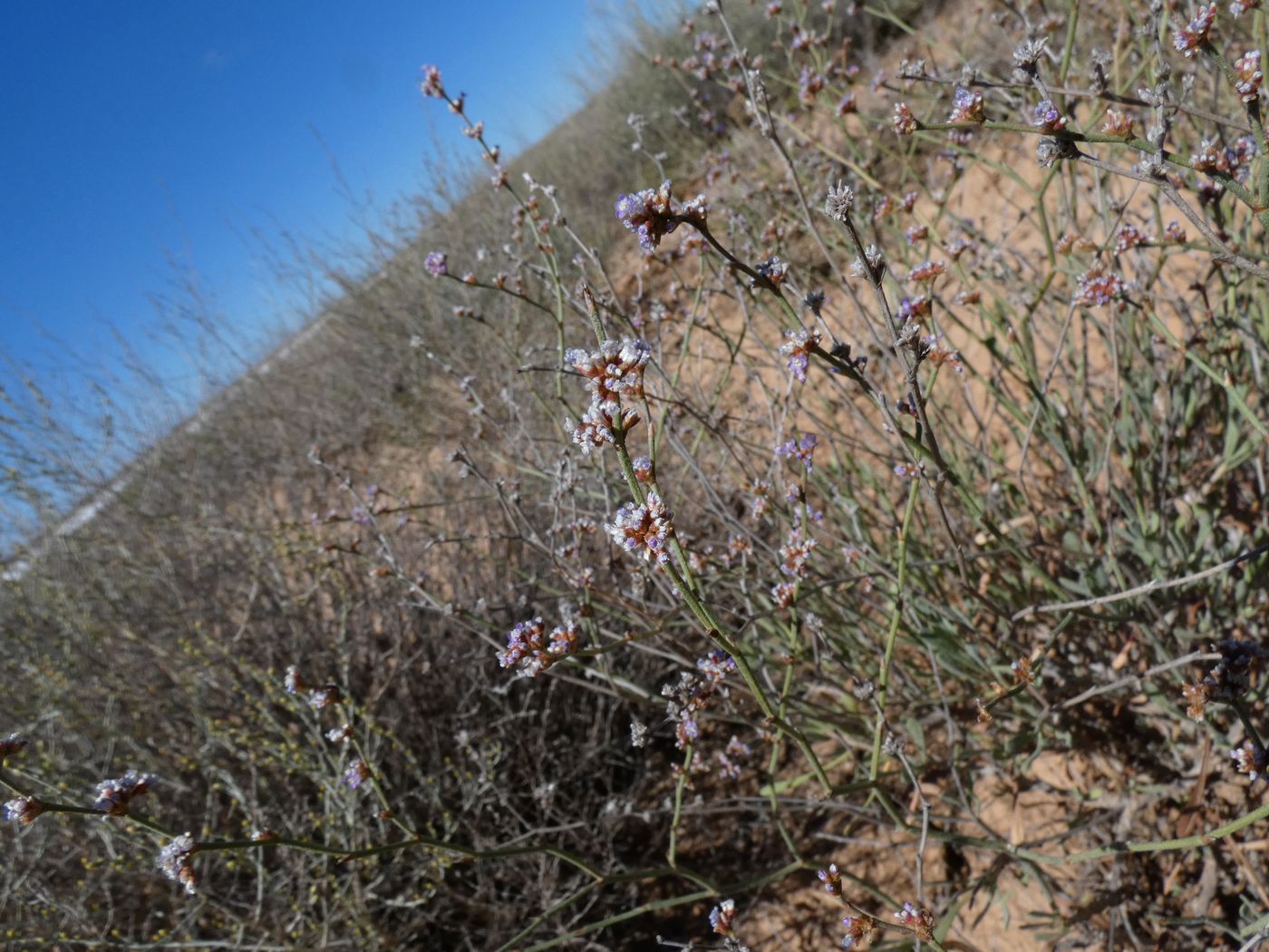 Изображение особи Limonium suffruticosum.