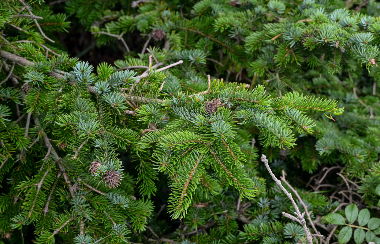 Image of Picea ajanensis specimen.