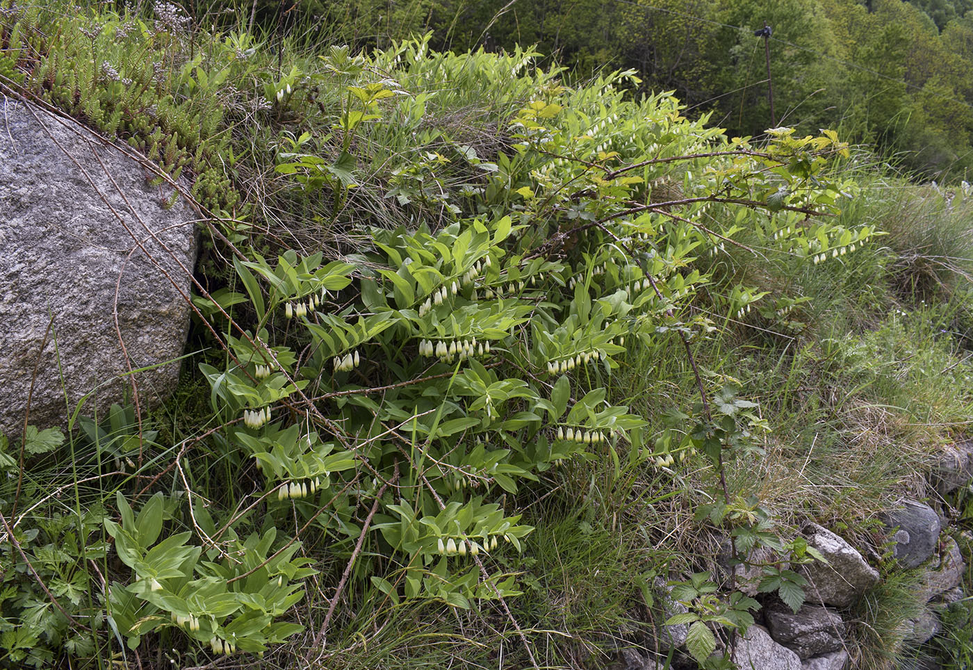 Изображение особи Polygonatum odoratum.