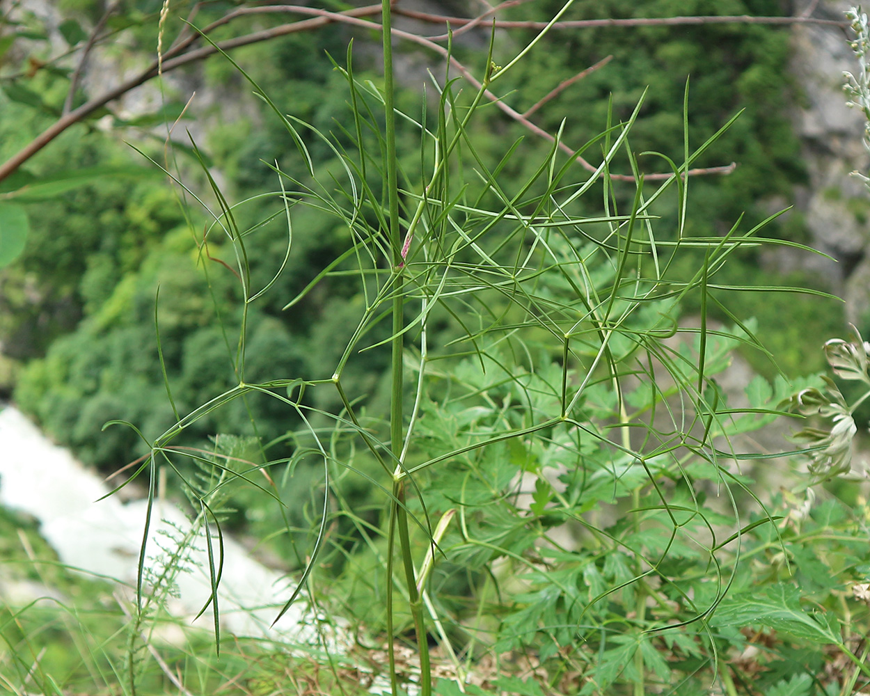 Изображение особи Peucedanum longifolium.