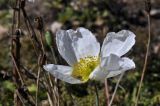 Papaver sokolovskajae