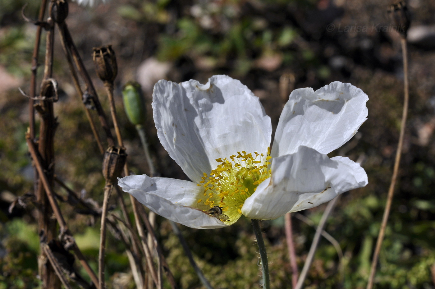 Image of Papaver sokolovskajae specimen.