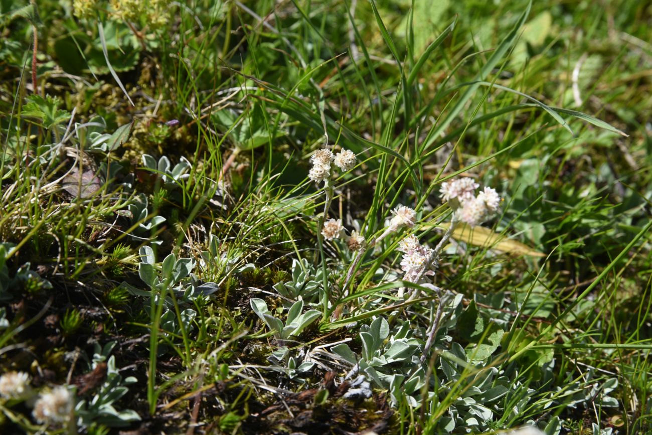 Изображение особи Antennaria caucasica.