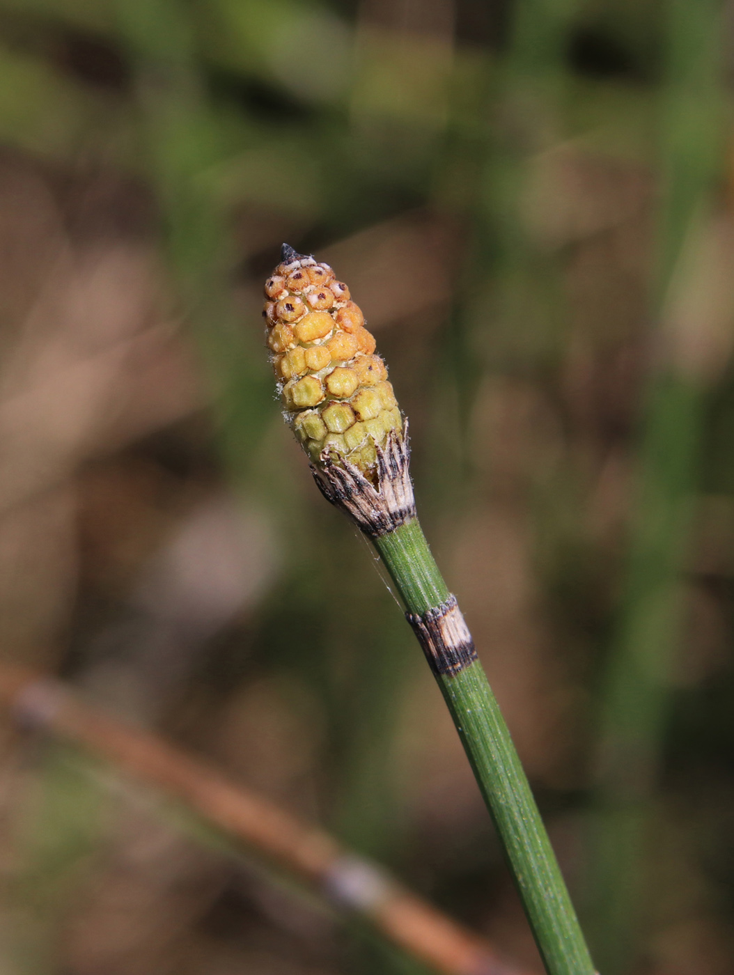 Изображение особи Equisetum hyemale.