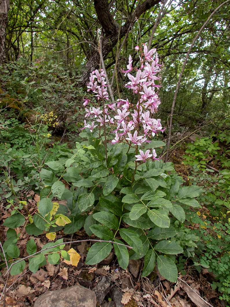 Изображение особи Dictamnus gymnostylis.