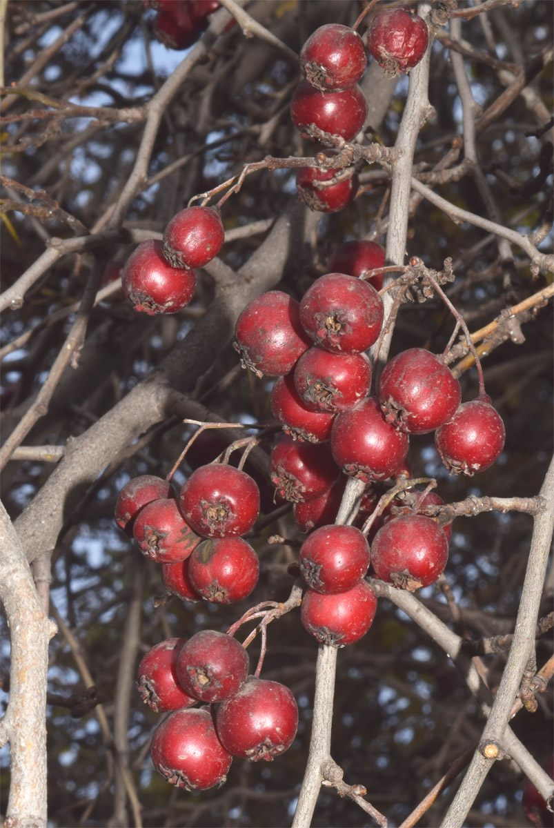 Изображение особи род Crataegus.