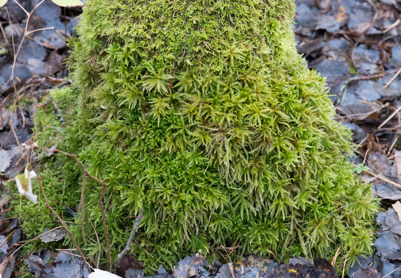 Image of Climacium dendroides specimen.