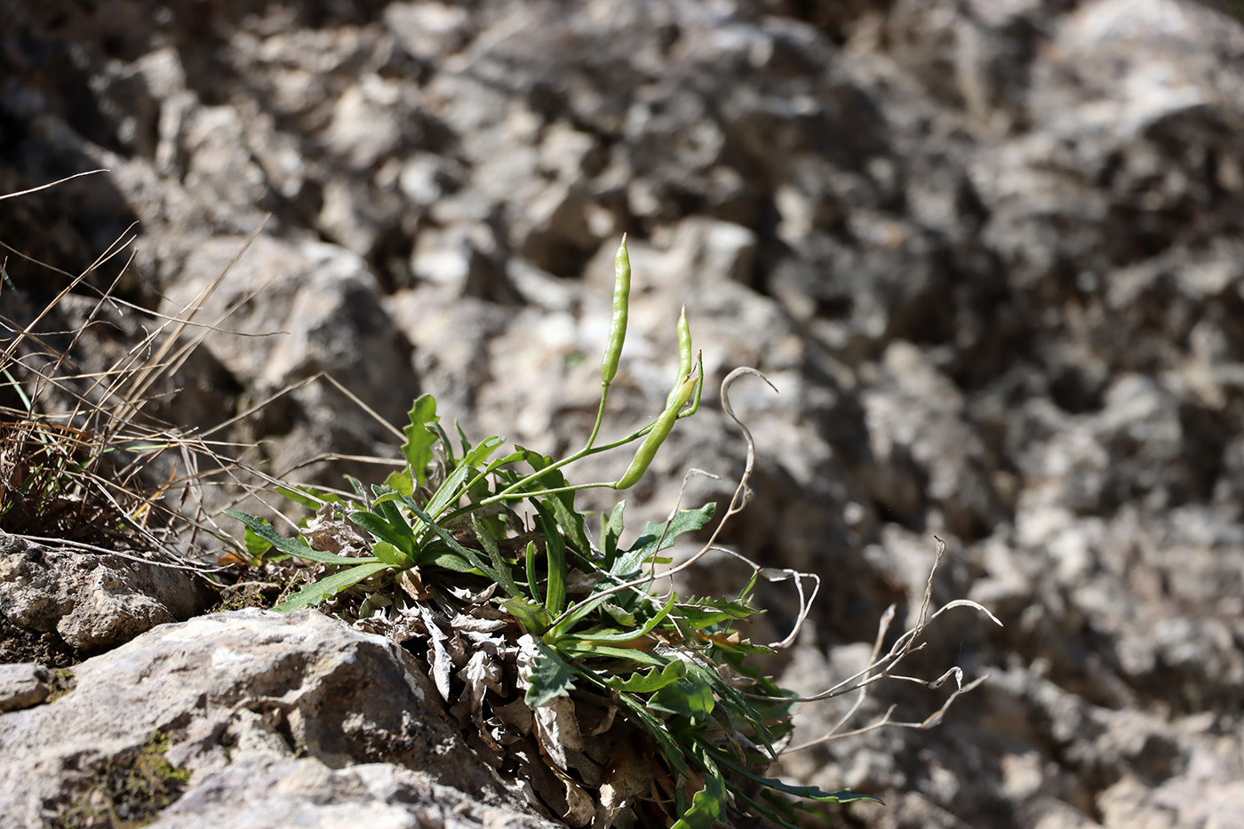 Image of Parrya pulvinata specimen.