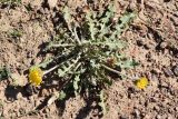 Taraxacum turcomanicum. Цветущее и плодоносящее растение. Узбекистан, Ташкентская обл., южный склон Чаткальского хр., басс. р. Ахангаран, ущ. р. Джакиндек, каменисто-песчаная почва. 07.08.2022.