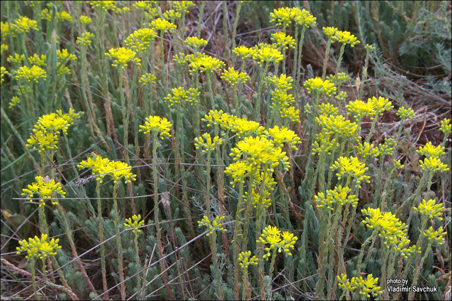 Image of Sedum reflexum specimen.