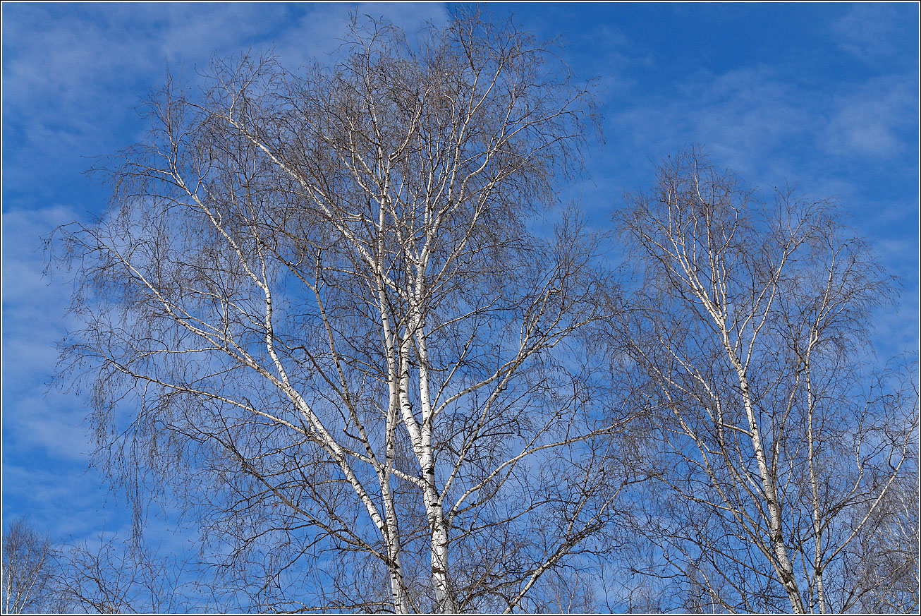 Изображение особи Betula pendula.