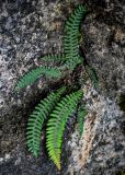 Woodsia polystichoides. Вегетирующее растение. Китай, пров. Хунань, гора Тяньмэнь, на скале. 09.06.2024.