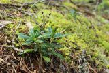 Chimaphila umbellata. Растение с сухими прошлогодними соплодиями. Ленинградская обл., Кингисеппский р-н, окр. дер. Выбье, экологическая тропа; старая дюна, зеленомошный сосняк. 04.08.2024.