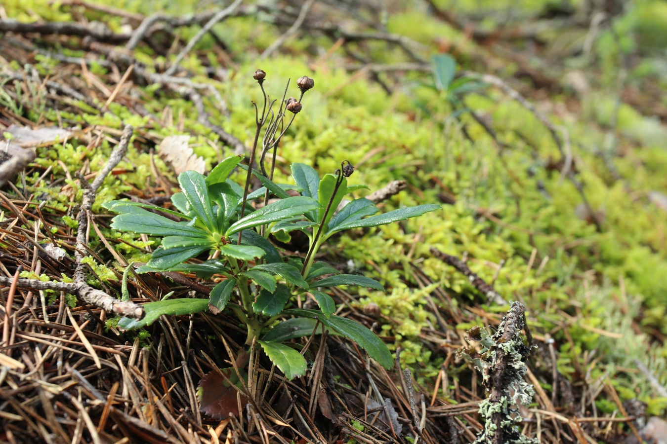 Изображение особи Chimaphila umbellata.