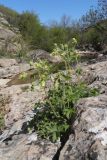 View full-size image Potentilla geoides