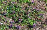 View full-size image Lamium purpureum