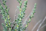 Смотреть изображение семейство Chenopodiaceae