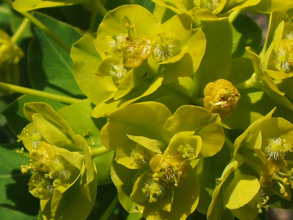 Image of Euphorbia tauricola specimen.