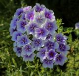 Смотреть изображение Phlox drummondii