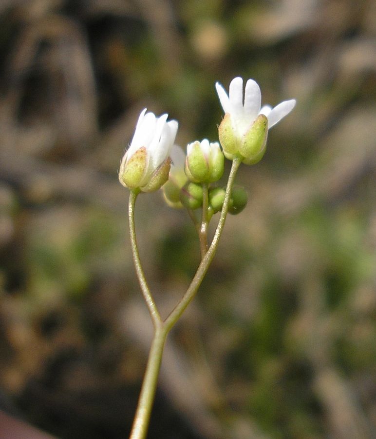 Изображение особи Erophila verna.