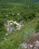 View full-size image Agropyron pinifolium