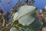 View full-size image Tilia dasystyla