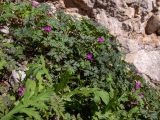 View full-size image Geranium purpureum