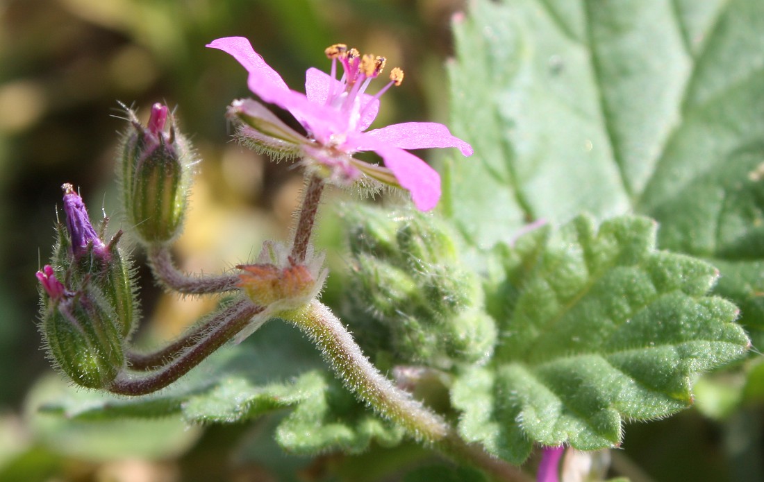 Изображение особи Erodium malacoides.