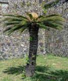 Смотреть изображение Cycas revoluta