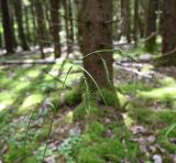 Смотреть изображение Carex sylvatica