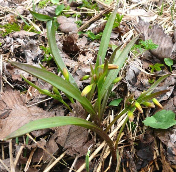 Image of genus Gagea specimen.