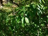 View full-size image genus Diospyros