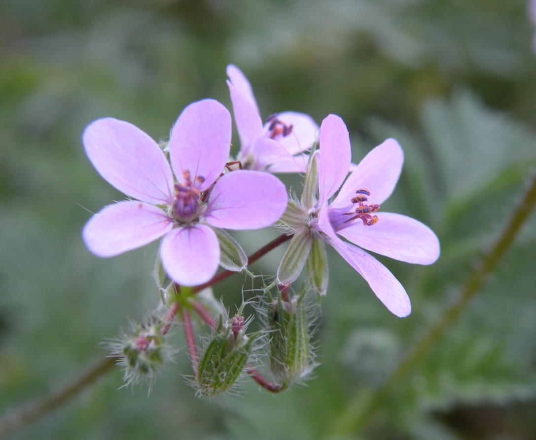 Изображение особи Erodium cicutarium.