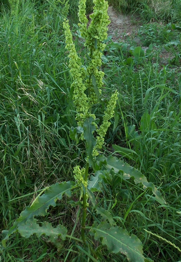 Image of Rumex patientia ssp. orientalis specimen.