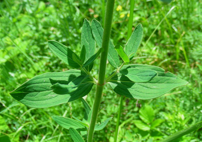 Изображение особи Hypericum hirsutum.