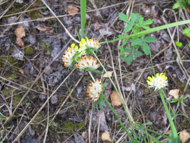 Image of Anthyllis macrocephala specimen.