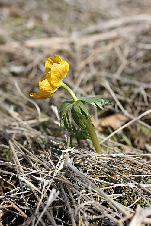 Image of Eranthis longistipitata specimen.