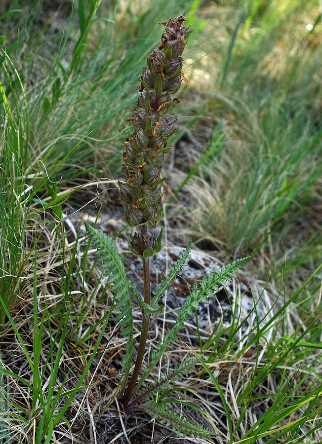 Изображение особи Pedicularis olgae.