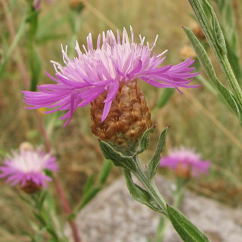 Изображение особи Centaurea jacea.