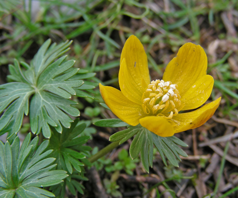 Image of Eranthis longistipitata specimen.