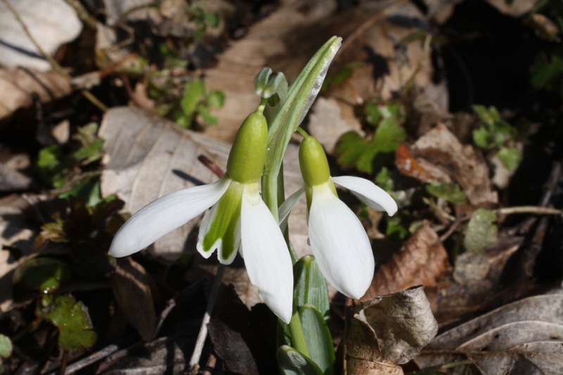 Image of Galanthus plicatus specimen.