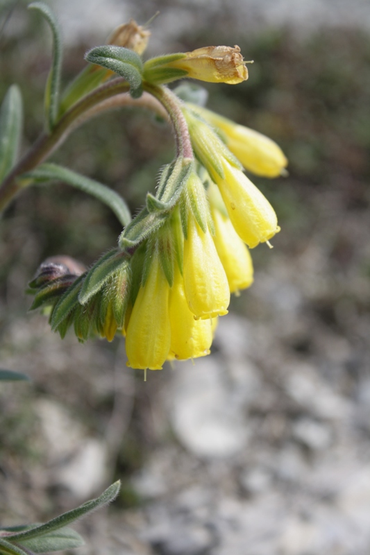 Image of Onosma taurica specimen.