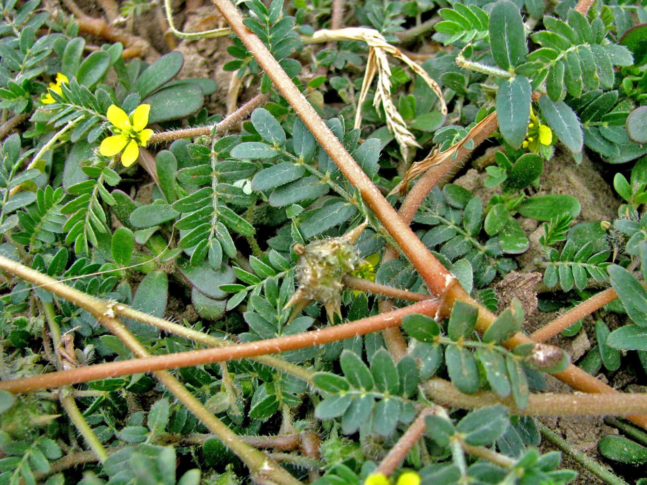 Изображение особи Tribulus terrestris.