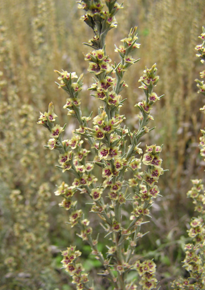 Image of Salsola tamariscina specimen.